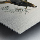 Pine Grosbeak Metal print