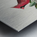 Cardinal Grosbeak Metal print