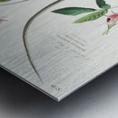 Seaside Finch Metal print