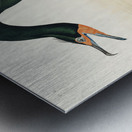 Florida Cormorant Metal print