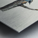 Red-breasted Nuthatch Impression metal