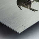 Cow-pen Bird Metal print