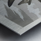 Fork-tailed Petrel Metal print