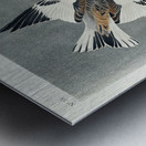 Snow Bunting Metal print