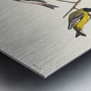 Arkansaw Siskin Mealy Red-poll Louisiana Tanager Townsends Bunting and Buff-breasted Finch Metal print