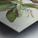 Mangrove Cuckoo Metal print