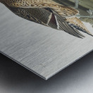 Pin-Tailed Duck Metal print