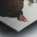 Turkey Buzzard Metal print