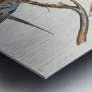 Passenger Pigeon Metal print