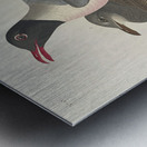 Black-headed Gull Metal print