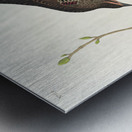 Prairie Starling Metal print