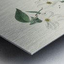 Sanderling Metal print