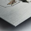 Pewit Flycatcher Metal print