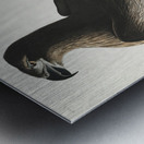 The Bird of Washington or Great American Sea Eagle Metal print