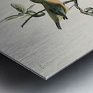 Painted Finch Metal print