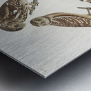 Burrowing Owl Large-Headed Burrowing Owl Little Night Owl Columbian Owl and Short-cared Owl Metal print