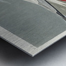 Trumpeter Swan Metal print