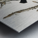 Ivory-billed Woodpecker Metal print