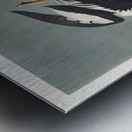 Golden-eye Duck Metal print