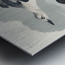 Black Guillemot Metal print