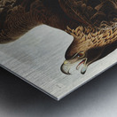 Golden Eagle Metal print