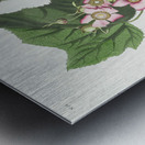 Black & Yellow Warblers Metal print