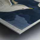 White-winged silvery Gull Metal print