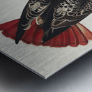 Red-tailed Hawk Metal print