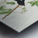 Towee Bunting Metal print