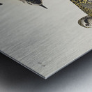 Golden Plover Metal print