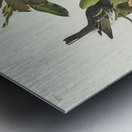 Black-poll Warbler Metal print