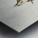 Song Sparrow Metal print