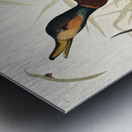 Bemaculated Duck Metal print