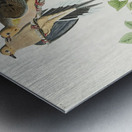 Carolina Pigeon Metal print