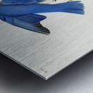 Blue-bird Metal print