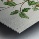 Tennessee Warbler Metal print