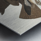 Common Buzzard Metal print