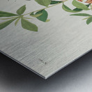 Brown headed Worm eating Warbler Metal print