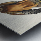 Marsh Hawk Metal print