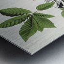 American Robin Metal print