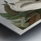 Purple Heron Metal print