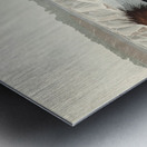 Goosander Metal print