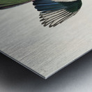 American Magpie Metal print