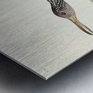 Scolopaceus Courlan Metal print