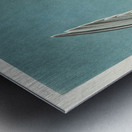 Roseate Tern Metal print