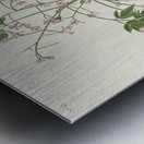 White-eyed Flycatcher or Vireo Metal print