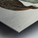 Esquimaux Curlew Metal print