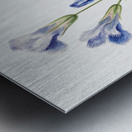 Fringed Gentian Gentiana crinita 1905 Metal print