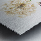 Salsify Tragopogon porrifolius 1921 Metal print