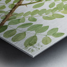 New Mexican Locust Robinia neomexicana 1938 Metal print